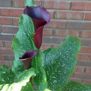 Meet your Posher, Lorraine